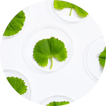 Centella Asiatica